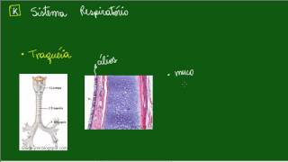 Sistema Respiratório  Traqueia [upl. by Aivekal301]