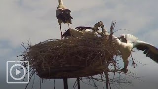 Ooievaarsjong valt uit nest  WILDCAM [upl. by Netsyrc]