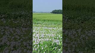 Eichhornia  water hyacinths🪻 flowers trending flowers viralvideo fypシ゚viral [upl. by Laud458]