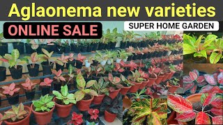 Online Sale ഗ്രീഷ്മ ചേച്ചിയുടെ Super Aglaonema Garden  All India Delivery Aglaonema Rare Varieties [upl. by Eanal992]