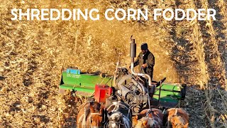 HORSE POWER Shredding Corn Stalks With FLAIL MOWER in AMISH LAND Lancaster County PA [upl. by Ellevel990]