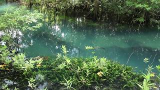 Beautiful aquascape quotCryptocoryne ciliataquot 世界で一番美しいクリプトコリネの水景 [upl. by Massab945]