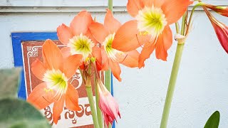 How to propagate and grow Amaryllis super easily  The best summer Bulb Gardening [upl. by Seymour]