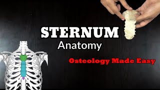 STERNUM Anatomy  Osteology  All you need to know in an easy way [upl. by Kirsteni314]