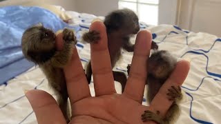 Adorable Finger Marmoset Monkey [upl. by Khalil728]