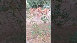 Camels at meeting animals camel sorts [upl. by Jehias]