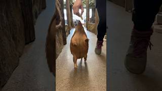 A Walking Armadillo brillo brillothearmadillo armadillo thereptarium shorts [upl. by Lehcin162]