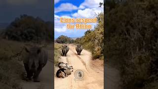 No lions are not afraid of rhinos animals wildlife rhino fypシ゚ funnyvideos fact [upl. by Yelahc]