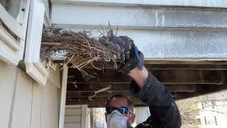 EVICTION DAY Dryer Vent Cleaning almetaldryervent satisfying viral birds bird fyp fupシ [upl. by Joash]