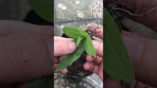 Growing chrysanthemums from leaves [upl. by Yahs]