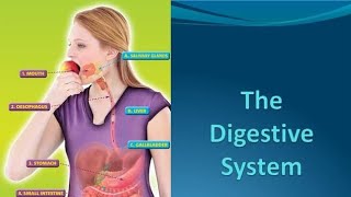 GASTROINTESTINAL SYSTEM FULL EXPLANATIONdigestivesystem [upl. by Fulvi]