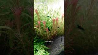 Plants waking up my Rotala exhibiting nyctinasty leaves moving between day amp night [upl. by Delilah]