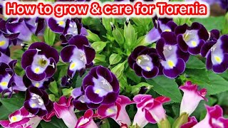 How To Grow amp Care for Torenia  Torenia plant Care 🪻🌷 [upl. by Entruoc]