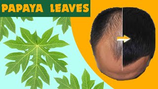 22 Incredible Health Benefits Of Papaya Leaves  Scientifically Proven [upl. by Griselda]