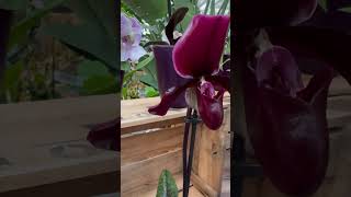 Vinicolor Black Jack  eine wunderschöne Orchidee mit besonders dunkelweinroten Blüten ♥️🖤 orchid [upl. by Zorah]