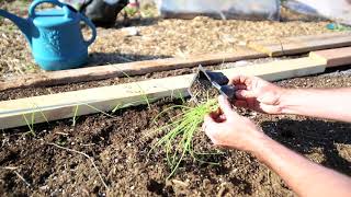 How to transplant onions into the garden and have success growingonions [upl. by Fraase462]