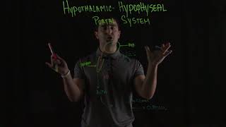 HypothalamicHypophyseal Portal System [upl. by Volnak990]