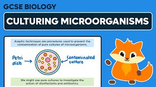 Culturing Microorganisms  GCSE Biology [upl. by Eerehc]