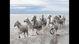 National Geographic Documentary  Horses  Amazing Story about this wonderful creature [upl. by Gnuhn]