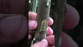 Chinese Orange Tree Grafting EP102 [upl. by Urbano]