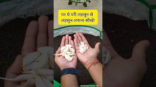 Easy way to grow garlic in pots and Containers  lahsun kaise lagate hain [upl. by Akira]