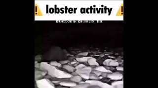 lobster activity memes funny viralshort [upl. by Esserac]