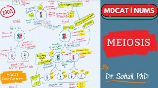 Meiosis  Comparison between Mitosis amp Meiosis  MDCAT  NUMS  NEET [upl. by Ennaillij]