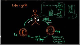 Parasitology 12 Ascaris »DrMoaz [upl. by Martelle295]