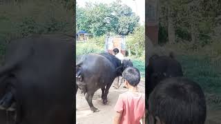 murrah buffalo giving birth to calf full video 📸 ll subscribe for more video buffaloed irishelk [upl. by Loella]