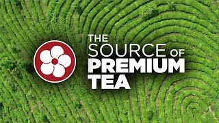 THE SOURCE of PREMIUM TEA [upl. by Walliw]