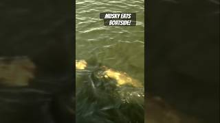 Christian Laettner Figure 8 Musky Eat with TI Rod figure8 musky muskyfishing eat fishinggear [upl. by Maffei]