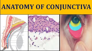 ANATOMY OF CONJUNCTIVA made easy  ophthalmology anatomy I [upl. by Bull]