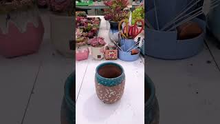 Repotting succulents gardening shortvideo indoorgardening nature plants houseplants farming [upl. by Nyliac]