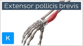 Extensor Pollicis Brevis Muscle  Origins amp Function  Anatomy  Kenhub [upl. by Ayvid]