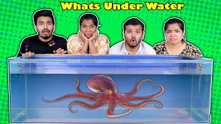 Extreme Whats Under Water Challenge  Hungry Birds [upl. by Nahte]