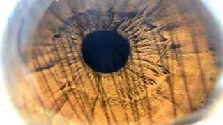 High Definition Macro Brown Iris Super CloseUp [upl. by Chase617]