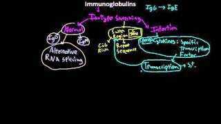 Immunology antibody Isotype switching [upl. by Noiemad604]