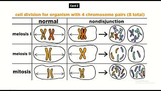 FigureGuided Genetics Understanding Nondisjunction through Visuals [upl. by Davidde]