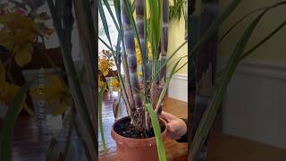 How to Grow Sugarcane Plant at Home plants shorts Sugarcane farming [upl. by Wehtta16]