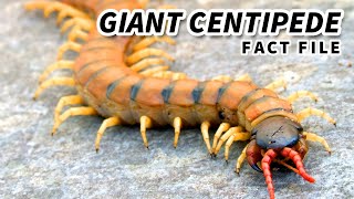 Giant Centipede the LARGEST living CENTIPEDE  Animal Fact Files [upl. by Enitnemelc780]