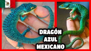 Abronia graminea o DRAGÓN AZUL MEXICANO un reptil ENDÉMICO de México🐉🤯 [upl. by Anas883]