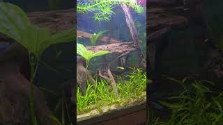 DO I HAVE TO CYCLE MY FISH TANK fishtank fish aquarium baby aquascape blackmolly [upl. by Oicneserc]