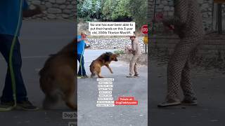 Dog Trainers Are Scared Of This Dog Dog Daddy Gets Called [upl. by Arelus]