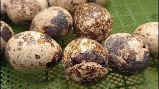 Hatching  Quail Eggs Hatching Day 16 [upl. by Marco]