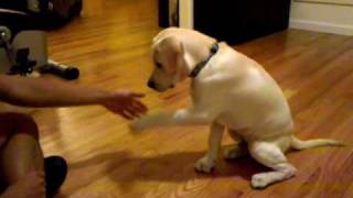 16 week labrador retriever puppy dog training and tricks [upl. by Eneryt]