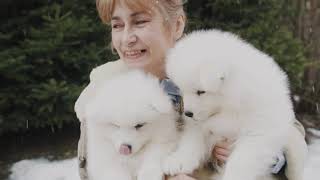 Samoyed Dog breed  A MustWatch for Dog Lovers [upl. by Constancia]