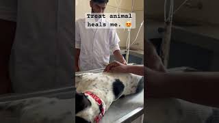 Animal Parvovirus Treatment veterinary Clinic [upl. by Eirahs]