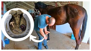 Farrier Very Rotten Hoof Restoration Satisfying [upl. by Wentworth]