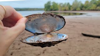 Green Lane Reservoir collecting boneset amp Turkey Tails [upl. by Imarej]