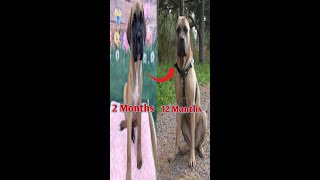 Cane Corso Growing Up  Cane Corso Transformation [upl. by Aicened]